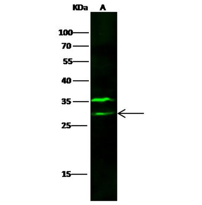VTI1B Antibody in Western Blot (WB)
