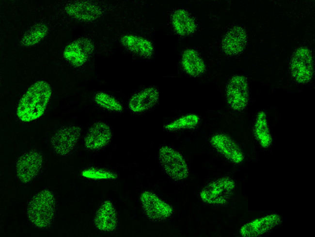 ZNF830 Antibody in Immunocytochemistry (ICC/IF)