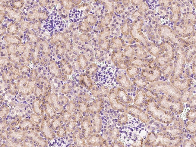 AIF1L Antibody in Immunohistochemistry (Paraffin) (IHC (P))