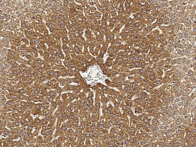 ALDH3A2 Antibody in Immunohistochemistry (Paraffin) (IHC (P))
