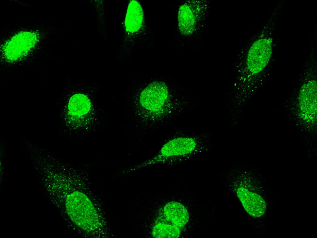 CSDC2 Antibody in Immunocytochemistry (ICC/IF)