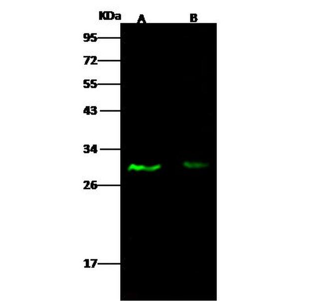 E2F5 Antibody in Western Blot (WB)