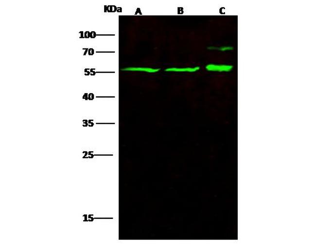 GATAD2A Antibody in Western Blot (WB)
