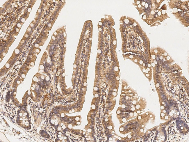 GRASP55 Antibody in Immunohistochemistry (Paraffin) (IHC (P))