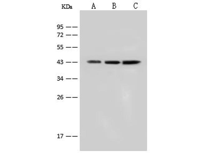 Cytokeratin 18 Antibody in Western Blot (WB)
