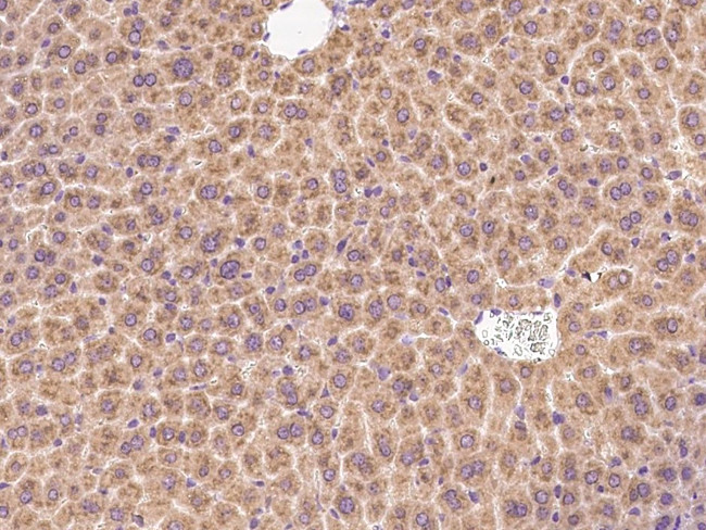 LIN52 Antibody in Immunohistochemistry (Paraffin) (IHC (P))