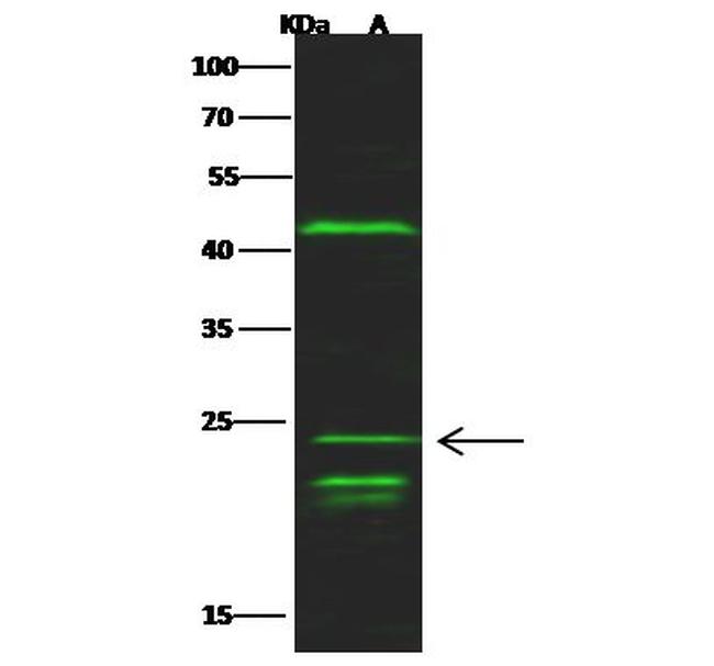MAX Antibody in Western Blot (WB)