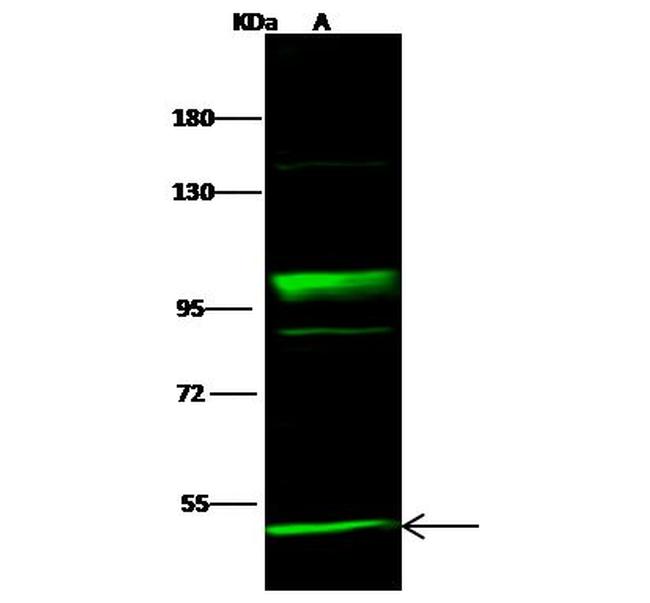 NEK10 Antibody in Western Blot (WB)