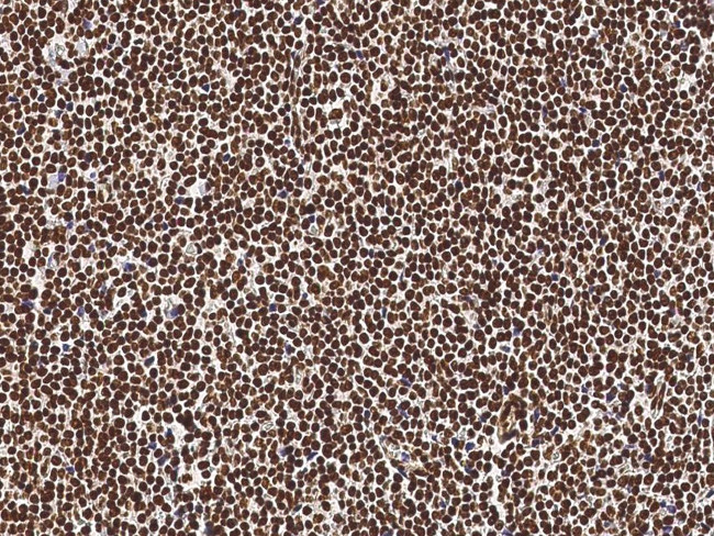 NeuroG3 Antibody in Immunohistochemistry (Paraffin) (IHC (P))