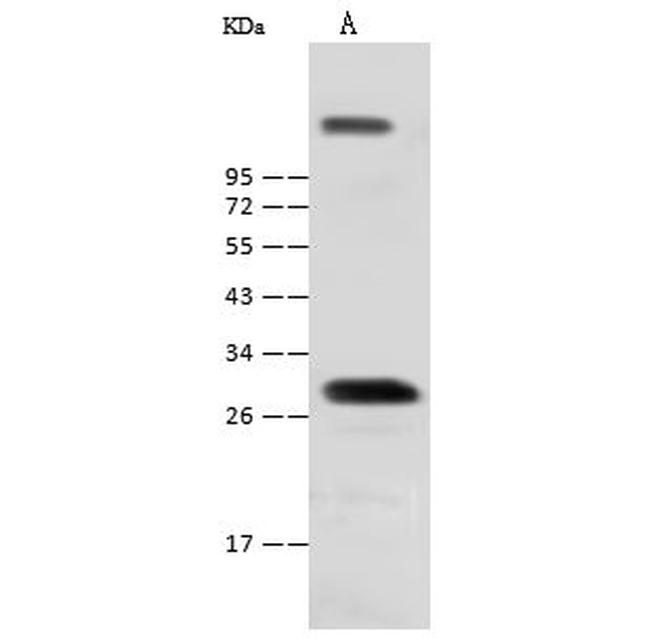 Nkx1.2 Antibody in Western Blot (WB)