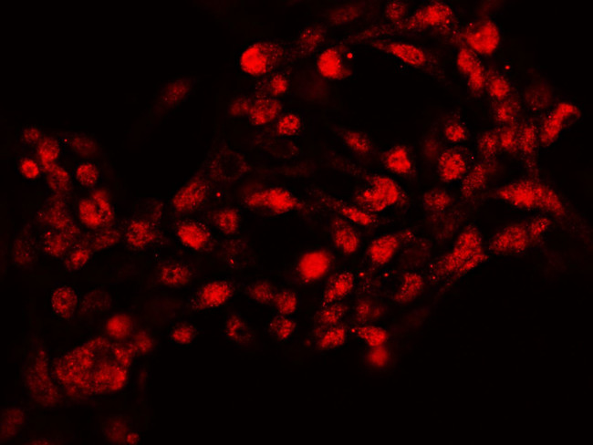 GCNF Antibody in Immunocytochemistry (ICC/IF)