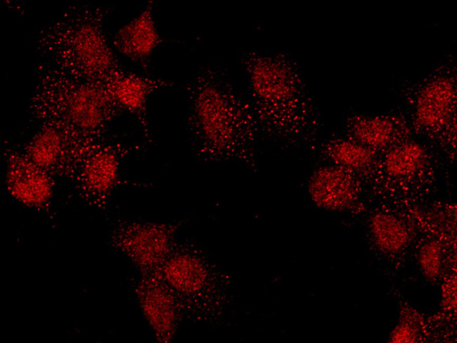 PBX1 Antibody in Immunocytochemistry (ICC/IF)
