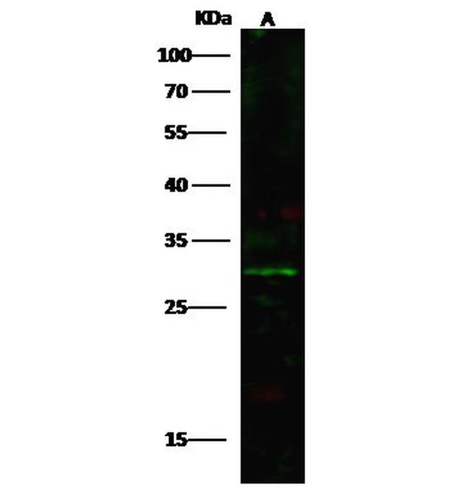 ARHE Antibody in Western Blot (WB)