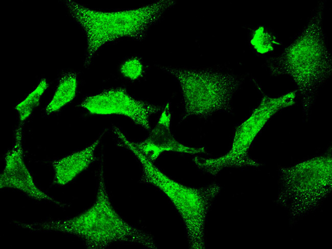 RNF11 Antibody in Immunocytochemistry (ICC/IF)