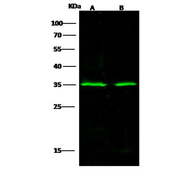 S6 Antibody in Western Blot (WB)