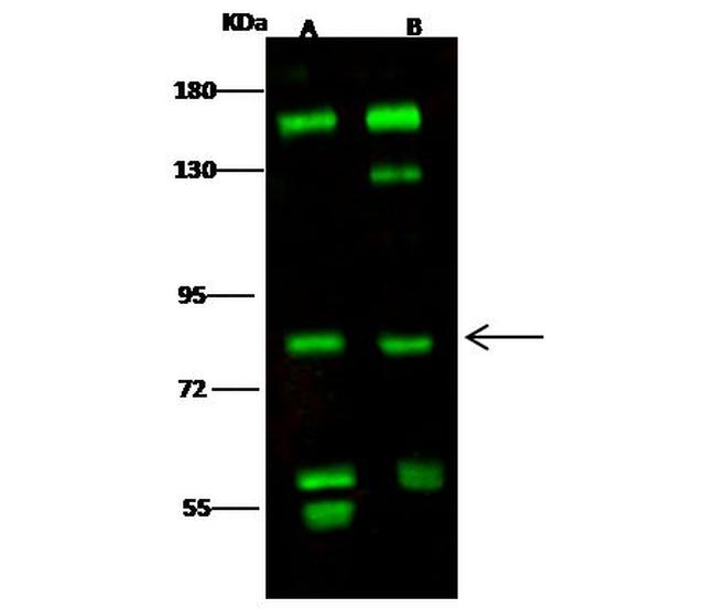 RSK1 Antibody in Western Blot (WB)