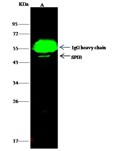 SPIB Antibody in Immunoprecipitation (IP)