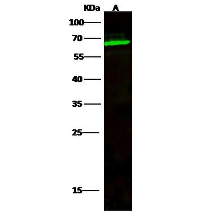 TCF7L1 Antibody in Western Blot (WB)