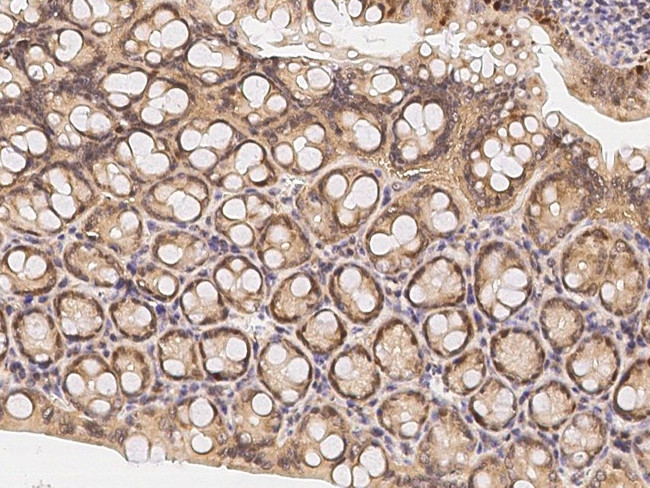 OX40L Antibody in Immunohistochemistry (Paraffin) (IHC (P))
