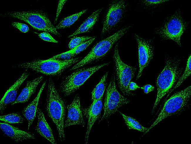 alpha Tubulin Antibody in Immunocytochemistry (ICC/IF)