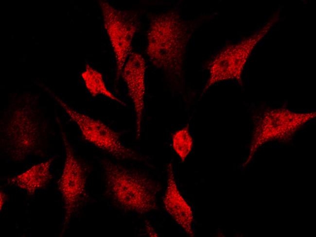 AMPK alpha-1 Antibody in Immunocytochemistry (ICC/IF)