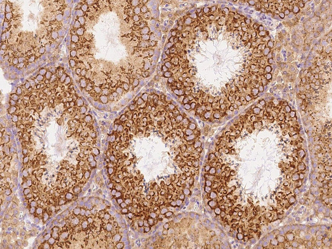 GFR alpha-3 Antibody in Immunohistochemistry (Paraffin) (IHC (P))
