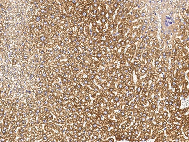 ALDH3A2 Antibody in Immunohistochemistry (Paraffin) (IHC (P))