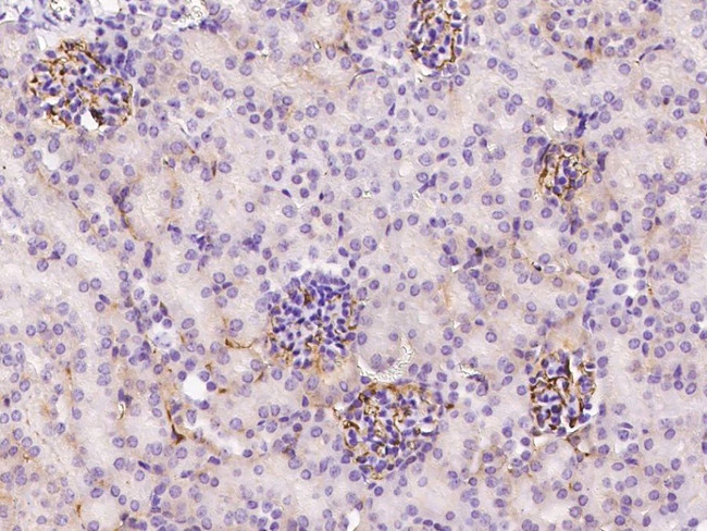 Serum Amyloid P Antibody in Immunohistochemistry (Paraffin) (IHC (P))