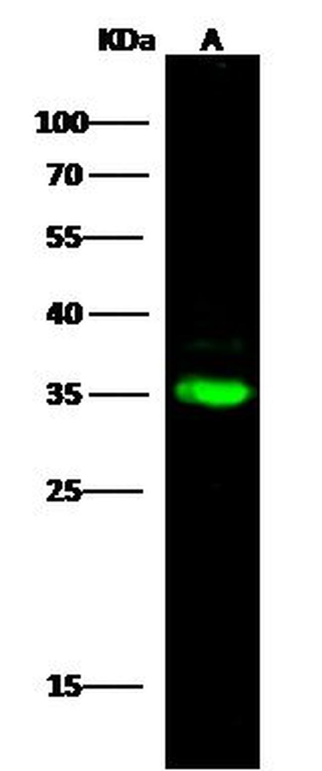C1QBP Antibody in Western Blot (WB)
