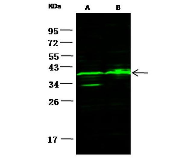 Carbonic Anhydrase X Antibody in Western Blot (WB)