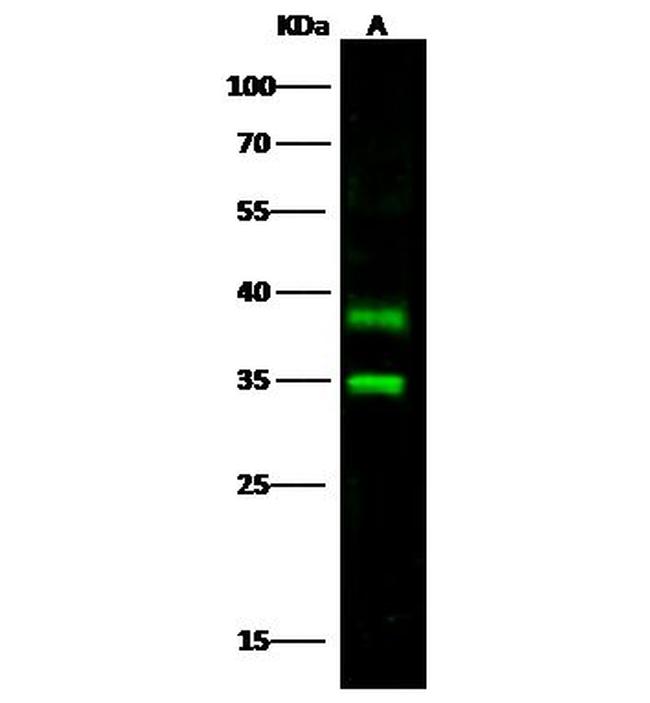 Carbonic Anhydrase XIV Antibody in Western Blot (WB)