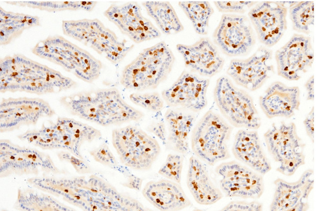 Carbonic Anhydrase II Antibody in Immunohistochemistry (Paraffin) (IHC (P))