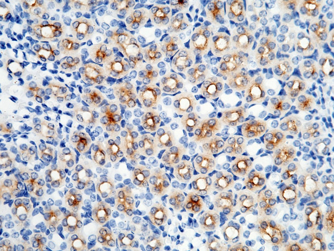 Carbonic Anhydrase IV Antibody in Immunohistochemistry (Paraffin) (IHC (P))