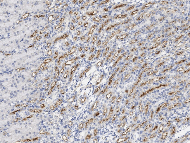 Carbonic Anhydrase IV Antibody in Immunohistochemistry (Paraffin) (IHC (P))