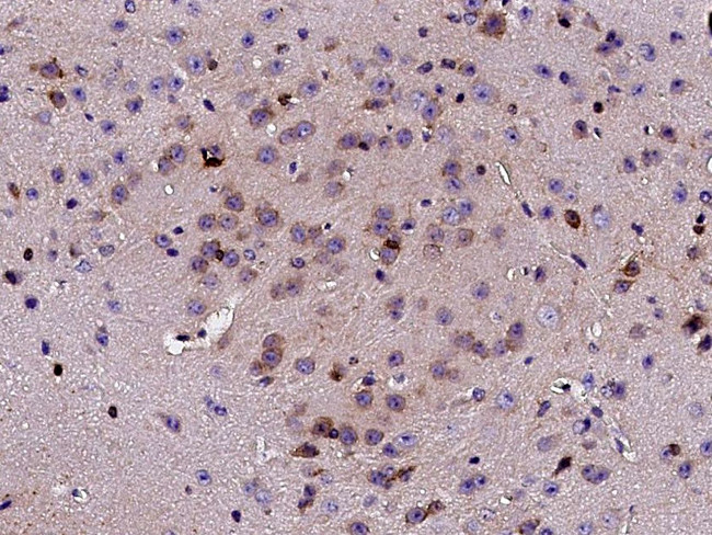Carbonic Anhydrase VIII Antibody in Immunohistochemistry (Paraffin) (IHC (P))