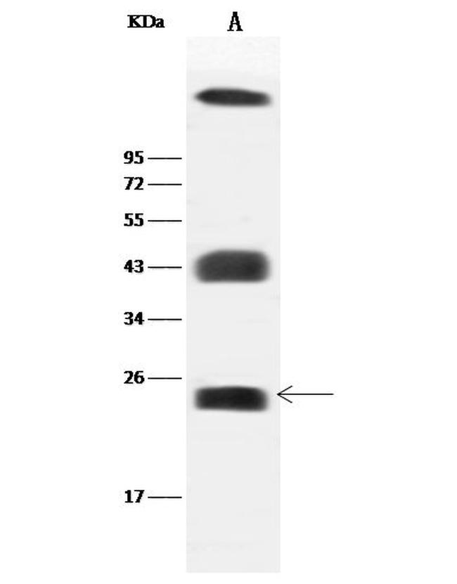 Caveolin 2 Antibody in Western Blot (WB)
