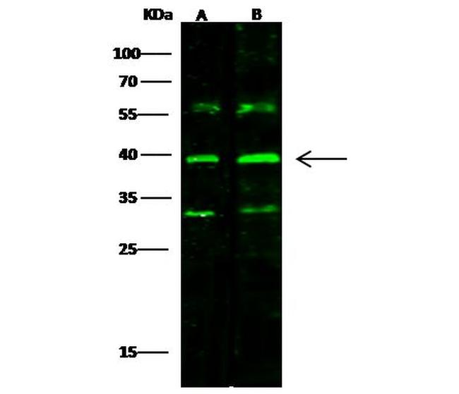 CD2 Antibody in Western Blot (WB)