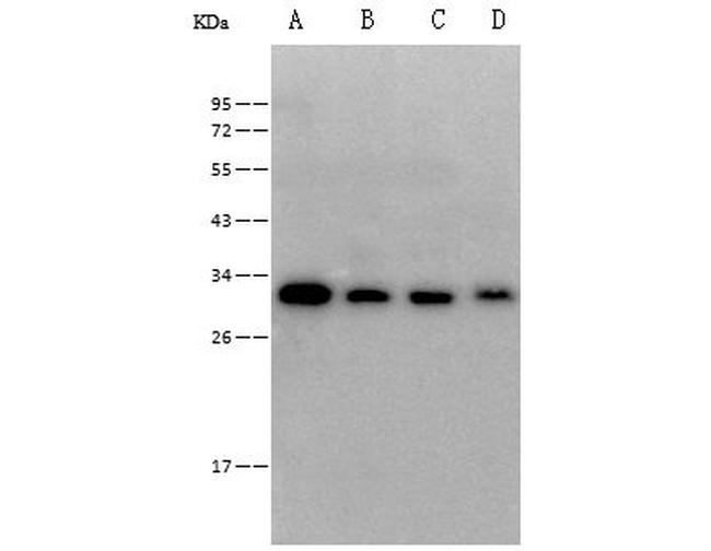 CD320 Antibody in Western Blot (WB)