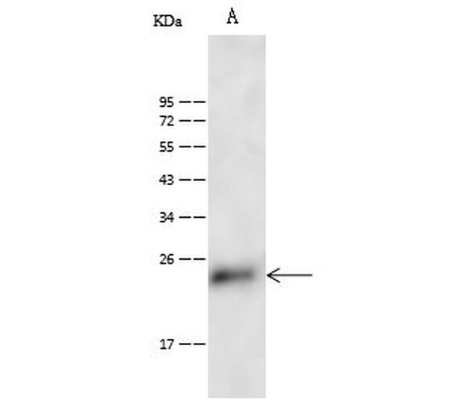 CD53 Antibody in Western Blot (WB)