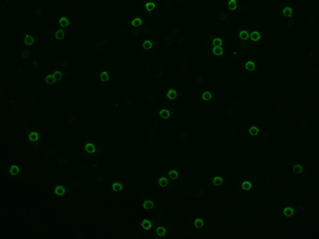 CD8 alpha Antibody in Immunocytochemistry (ICC/IF)