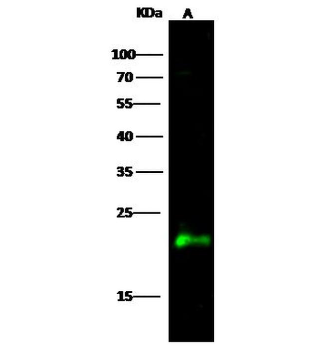 CRP1 Antibody in Western Blot (WB)