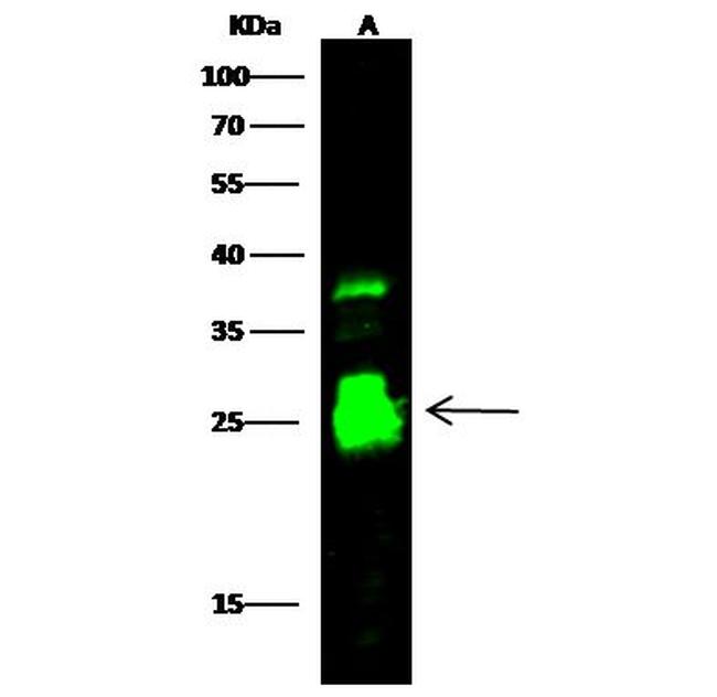 Cathepsin S Antibody in Western Blot (WB)