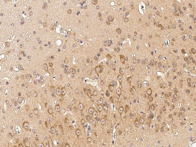 Ephrin A5 Antibody in Immunohistochemistry (Paraffin) (IHC (P))