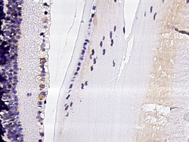 Ephrin B2 Antibody in Immunohistochemistry (Paraffin) (IHC (P))