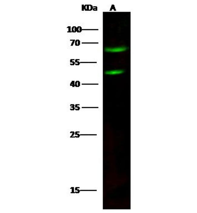 FCRL1 Antibody in Western Blot (WB)