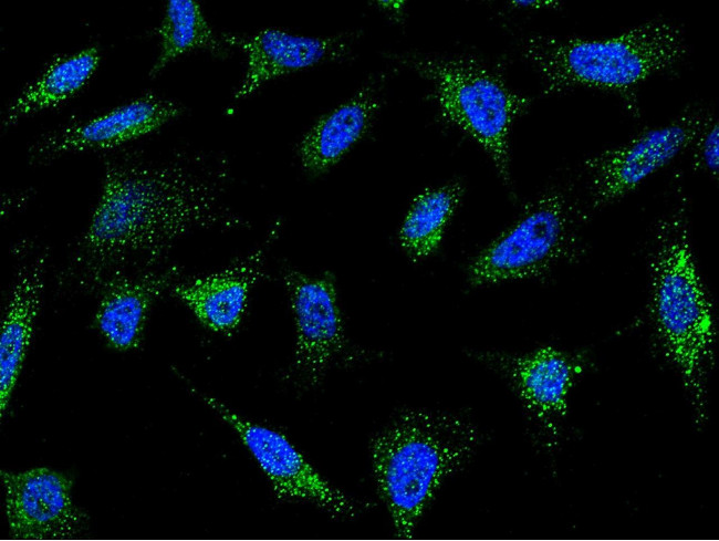 IFITM1 Antibody in Immunocytochemistry (ICC/IF)