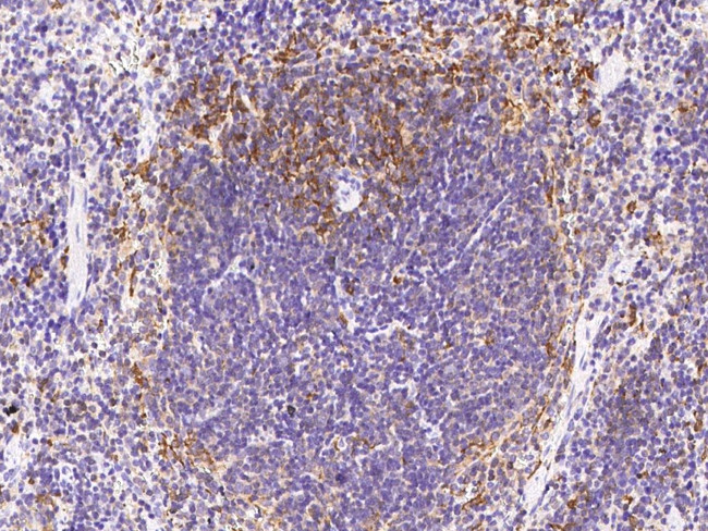 IFNA5 Antibody in Immunohistochemistry (Paraffin) (IHC (P))