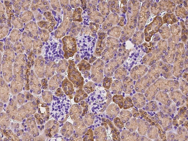 IGSF5 Antibody in Immunohistochemistry (Paraffin) (IHC (P))