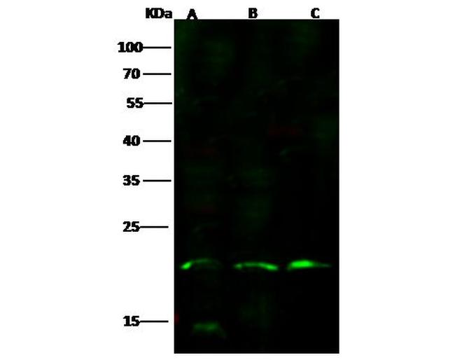 IL-17F Antibody in Western Blot (WB)