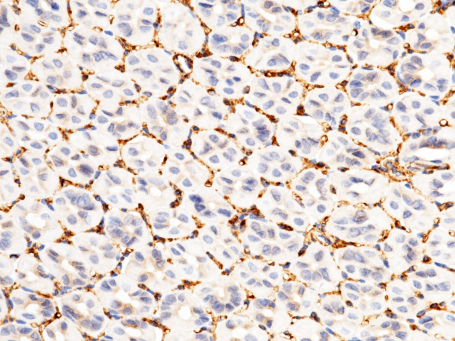 CD146 Antibody in Immunohistochemistry (Paraffin) (IHC (P))